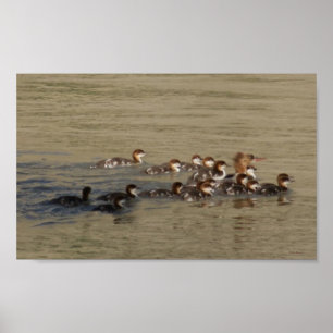 Poster B17 Hen merganser et colliers