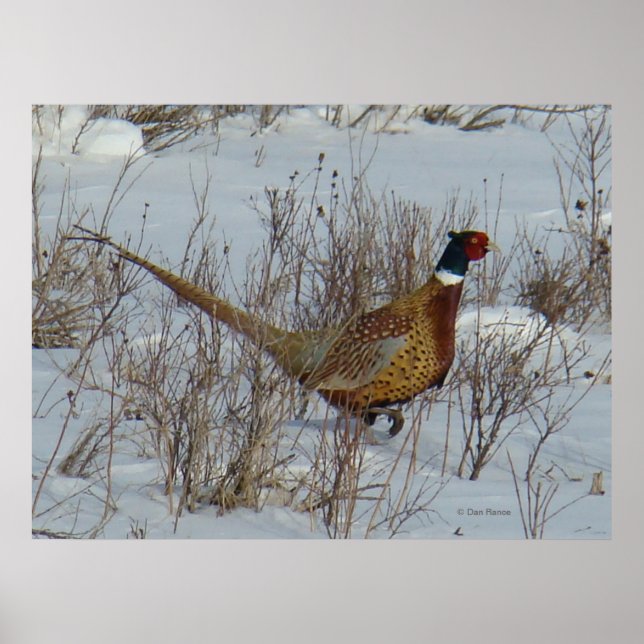 Poster B23 Pheasant à anneaux (Devant)
