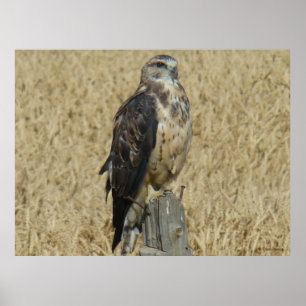 Poster B35 Buse rouilleuse dans le champ de blé
