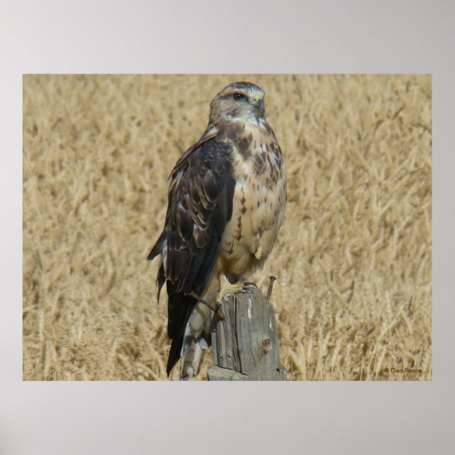Poster B35 Buse rouilleuse dans le champ de blé (Devant)