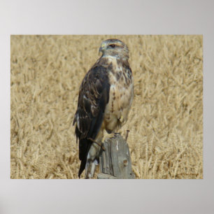 Poster B36 Buse rouilleuse dans le champ de blé
