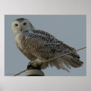 Poster B38 Harfang des neiges