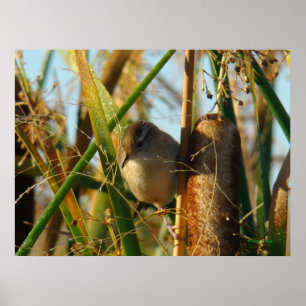 Poster B3 Marsh Wren