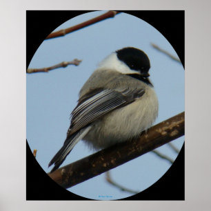 Poster B43 Chickadee noir à capuchon