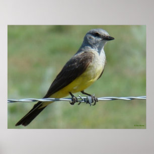 Poster B44 Kingbird occidental