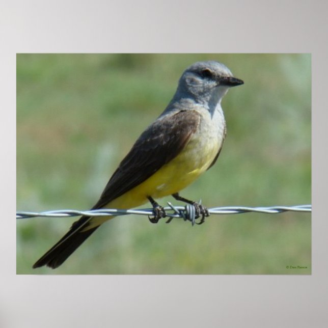Poster B44 Kingbird occidental (Devant)