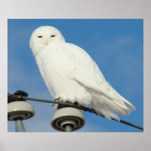 Poster B50 Snowy (Devant)