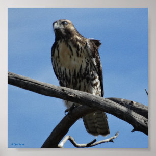 Poster B54 Le faucon de Swainson