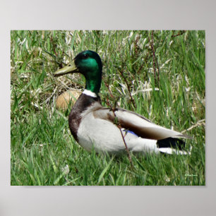 Poster B55 Duck de Mallard Drake Greenhead dans l'herbe