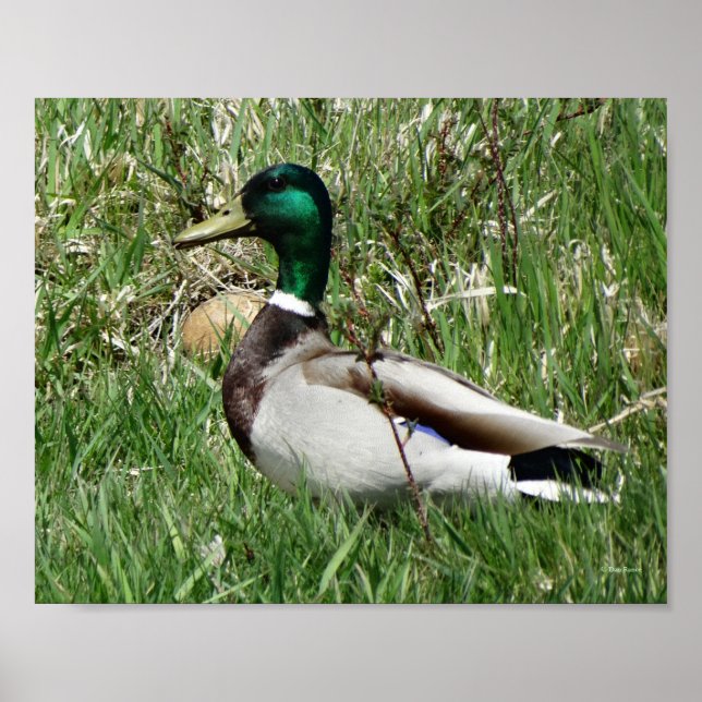 Poster B55 Duck de Mallard Drake Greenhead dans l'herbe (Devant)