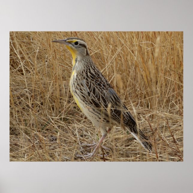 Poster B57 Meadowlark occidental (Devant)