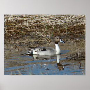 Poster B5 Canard à ongles Drake