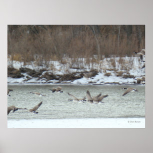 Poster B7 Bernaches du Canada en vol