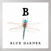 "B" Bleu Darner