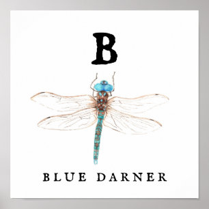 Poster "B" Bleu Darner