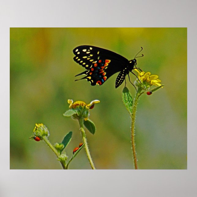 Poster B-Fly et Ladybugs (Devant)