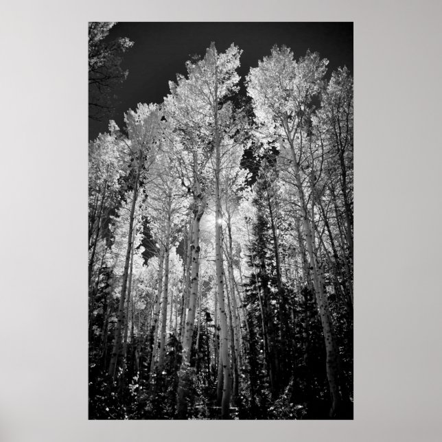 Poster B & W Aspen Trees (Devant)