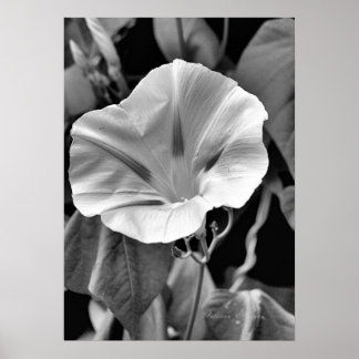 Poster B & W Morning Glory Print