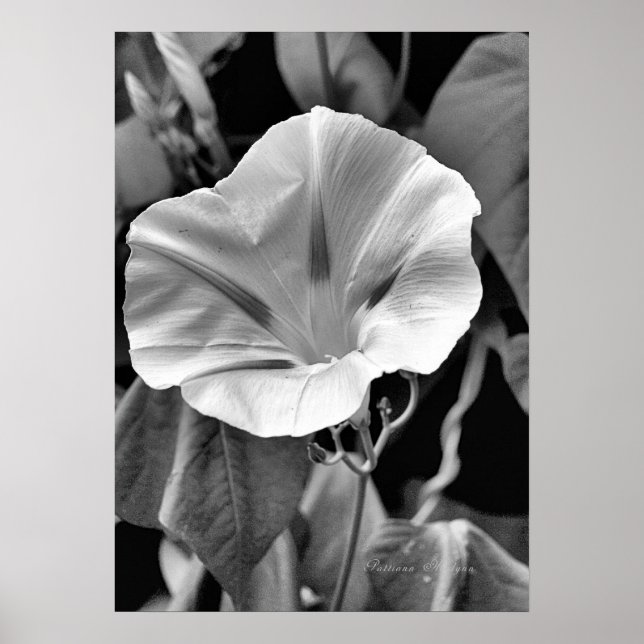 Poster B & W Morning Glory Print (Devant)