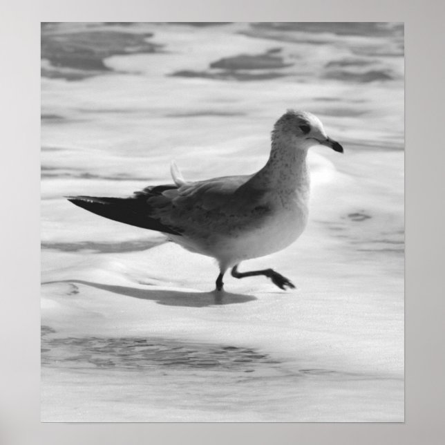 Poster B&W Seagull in Ocean Foam (Devant)
