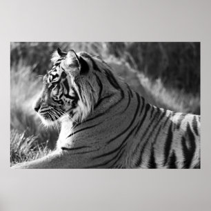 Poster B&W Tiger Profile Photo