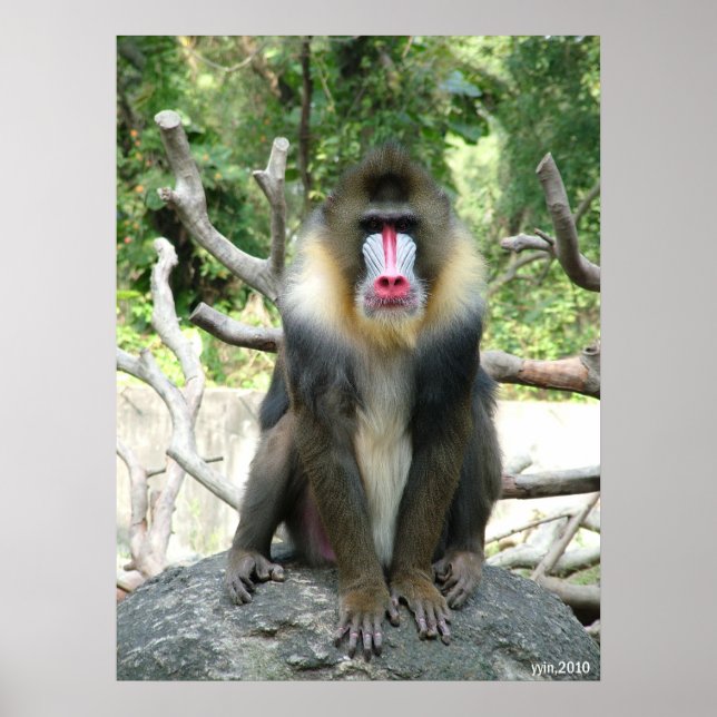 Poster Baboon (Devant)