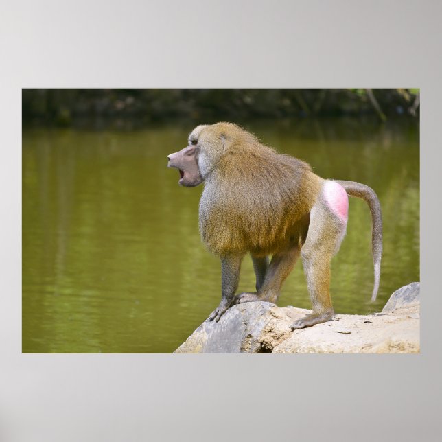 Poster Baboon sur rocher (Devant)
