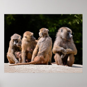 Poster Baboons et jeunes vacances