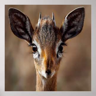 Poster Baby Antelope