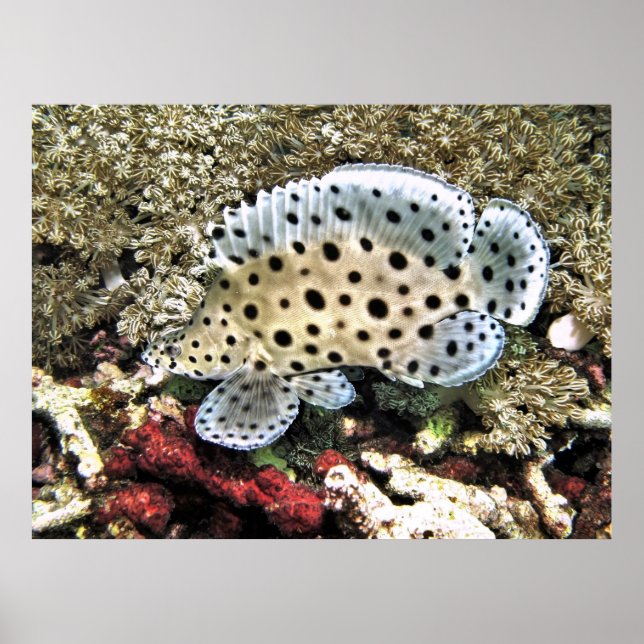Poster Baby Barramundi (Devant)
