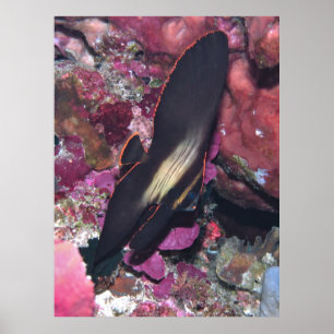 Poster Baby Batfish