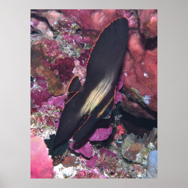 Poster Baby Batfish (Devant)