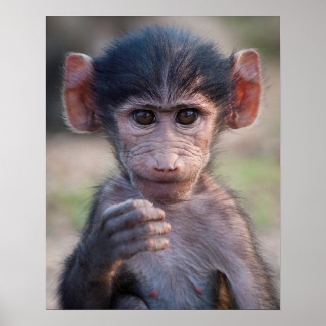 Poster Baby Chacma Baboon (Devant)