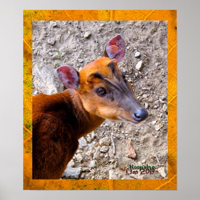 Poster Baby Deer (Devant)