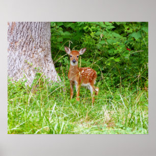 Poster Baby Deer in the Woods Nature Photography