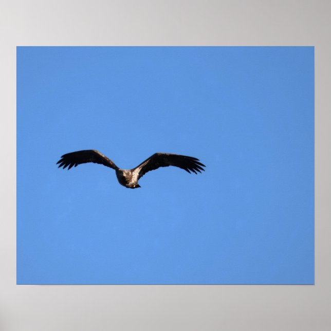 Poster Baby Eagle! (Devant)