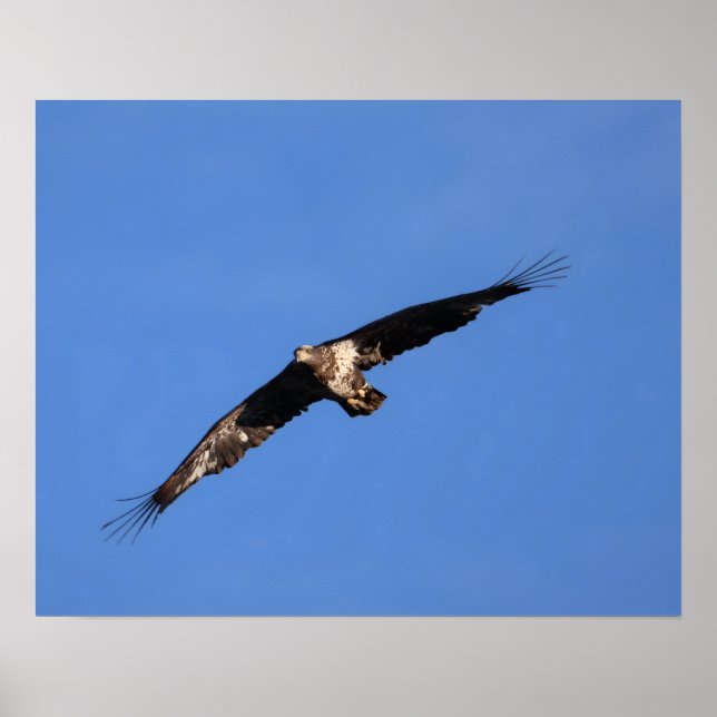 Poster Baby eagle! (Devant)