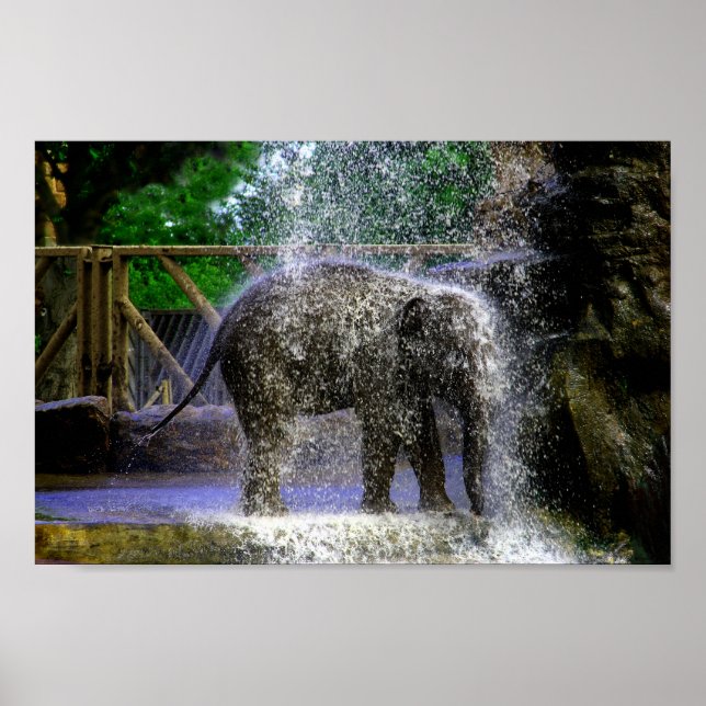 Poster Baby Elephant Jouant Dans La Cascade (Devant)