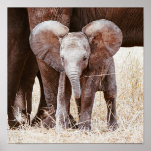 Poster Baby Elephant mignon Eléphant africain avec maman