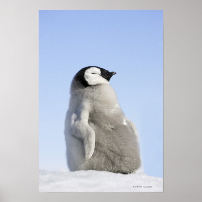 Poster Baby Empereur Penguin, île de Snow Hill (Devant)
