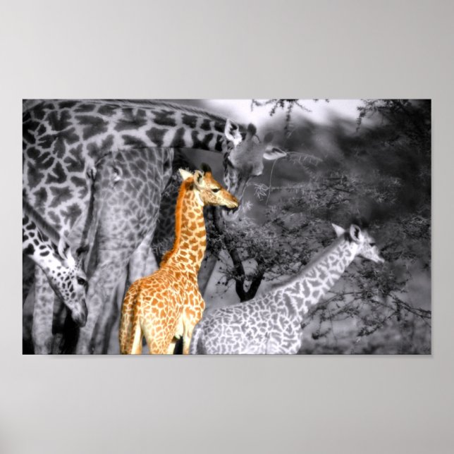 Poster Baby Giraffe (Devant)
