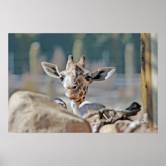 Poster Baby Giraffe (Devant)