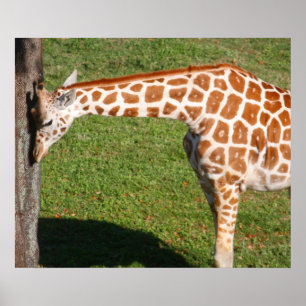 Poster Baby Giraffe