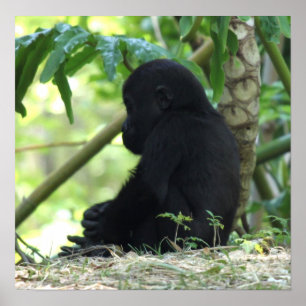 Poster Baby Gorilla