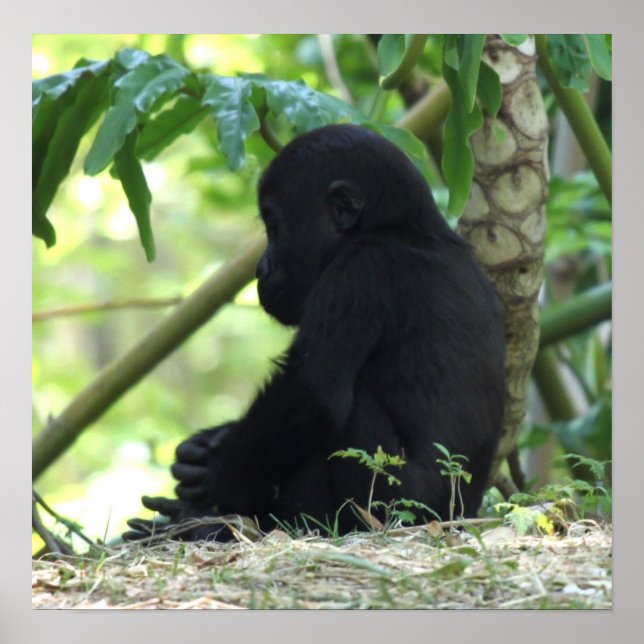 Poster Baby Gorilla (Devant)