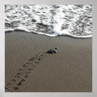 Poster Baby Green Sea Turtle