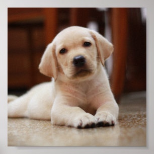 Poster Baby Jaune Labrador Chien chiot pondu sur le ventr
