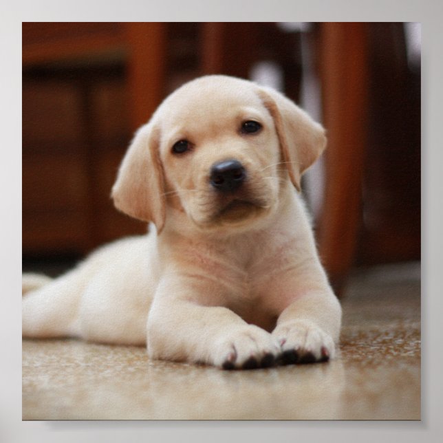 Poster Baby Jaune Labrador Chien chiot pondu sur le ventr (Devant)
