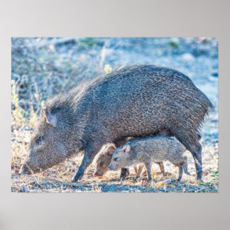 Poster Baby Javelina Chiens Et Mère Dans Le Sud Du Texas
