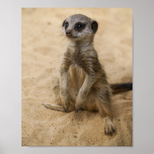 Poster Baby Meerkat Assis Dans L'Affiche De Sable (Devant)